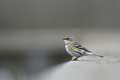 Yellow-rump