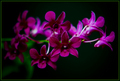 Backyard Orchid