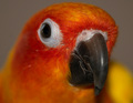 Sun Conure Beak Up Close