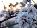 Flowers at sunset