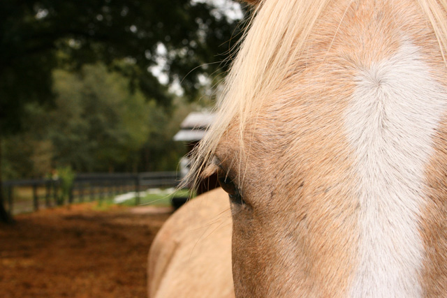 The eye of the Horse