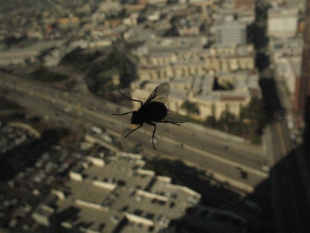 High Rise Fly