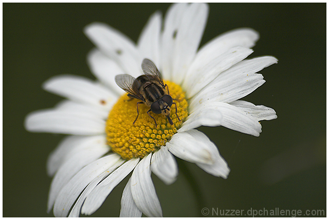 A Fly and a Flower