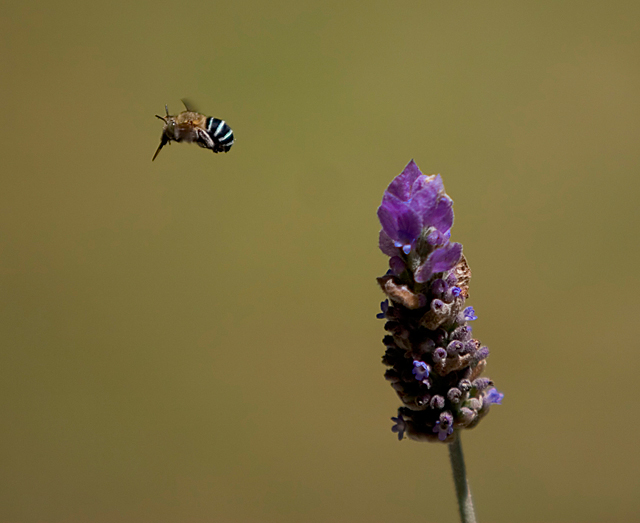 Blue Banded Bee ( amegilla)