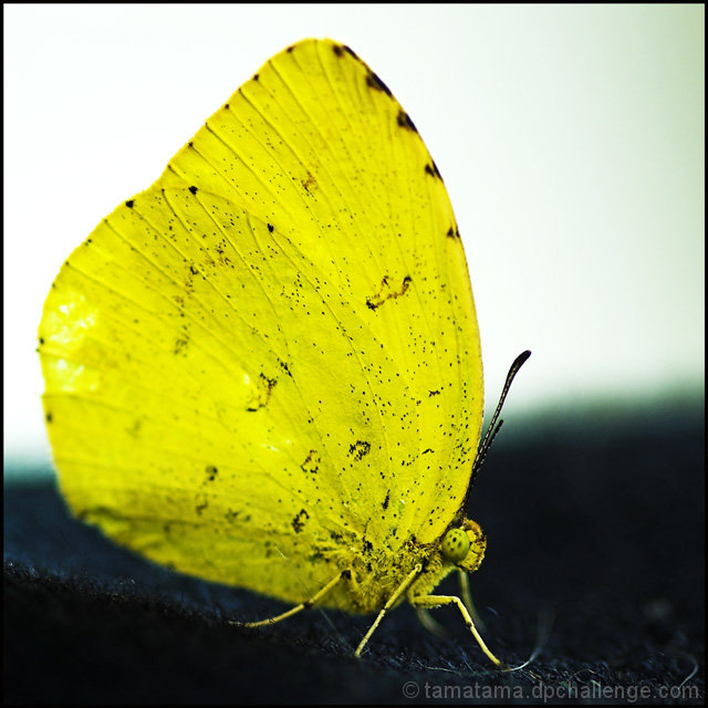 Butterfly with Headphones