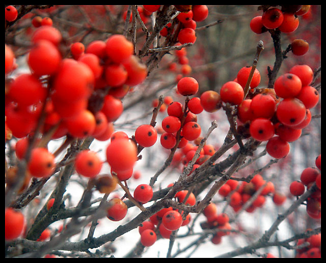 Winter Berries 1