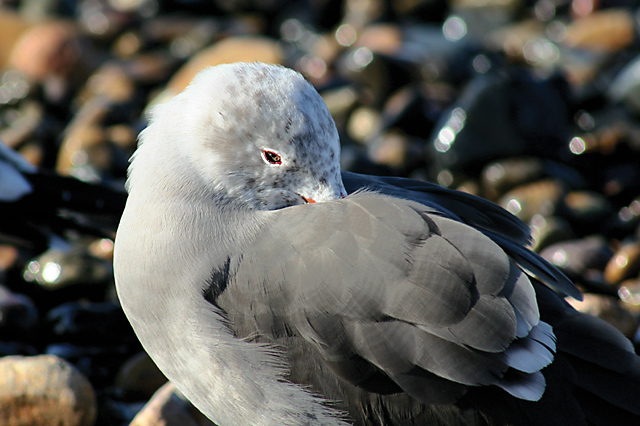 The Gull