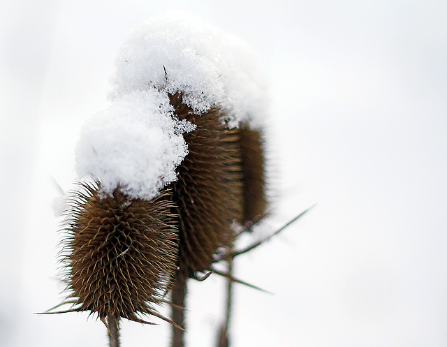 Snow-capped Thistles