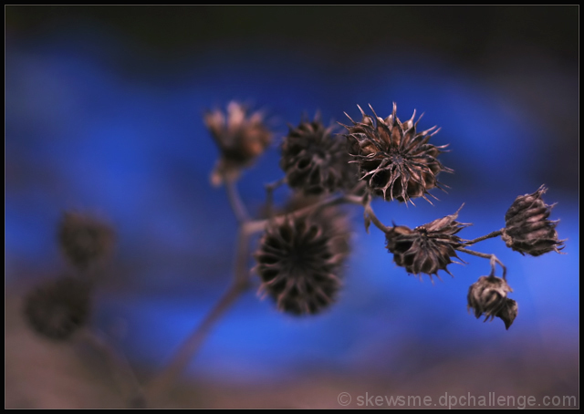 Morticia's Bouquet