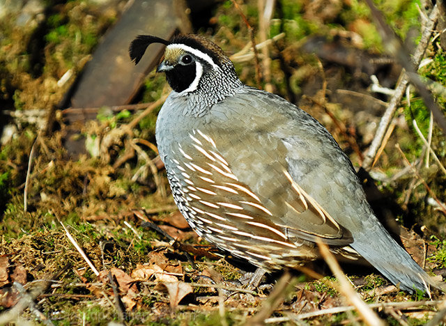 Separation From Cluttered Habitat