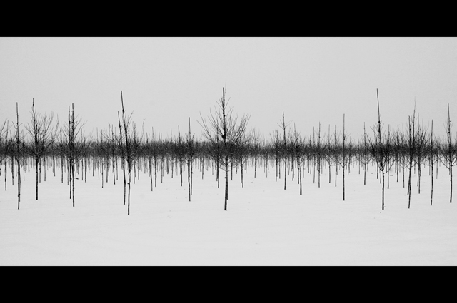 The Heartbeat of Trees