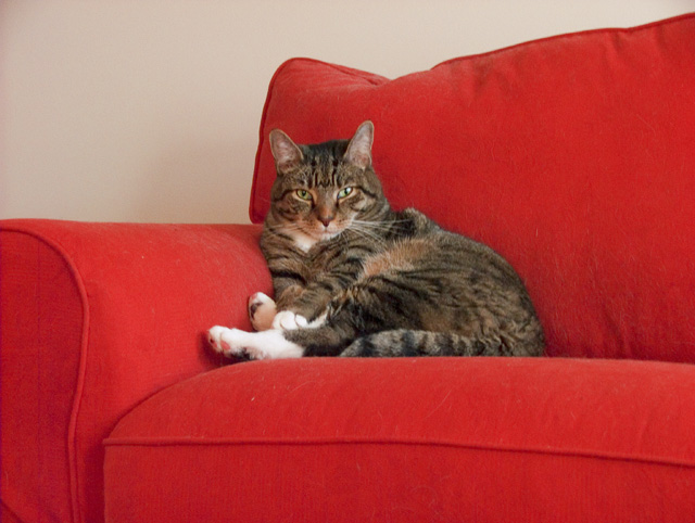 Couch Potato