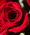 Good to have a Valentine