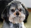 Good Dog or Bad Dog?