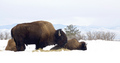 American Bison - No Longer Endangered