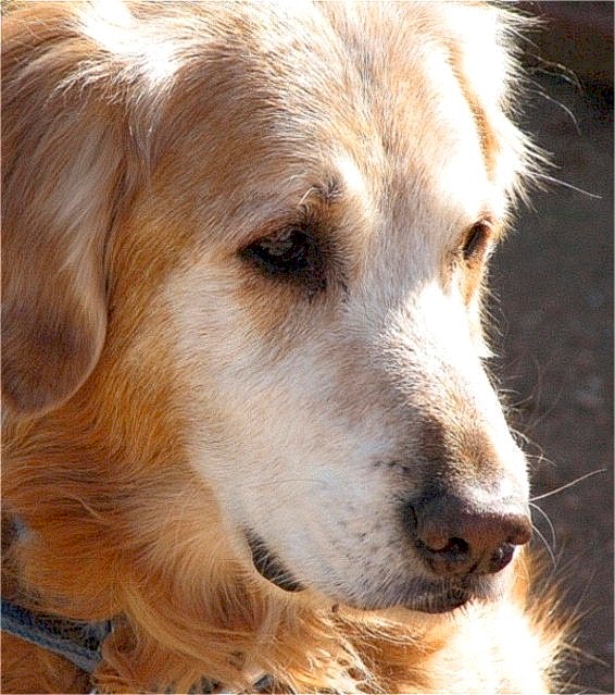 Old Gold - The Goodest