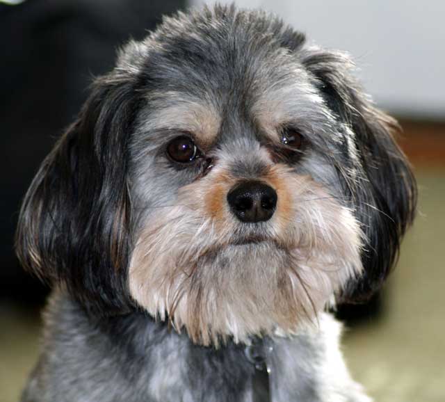 Good Dog or Bad Dog?