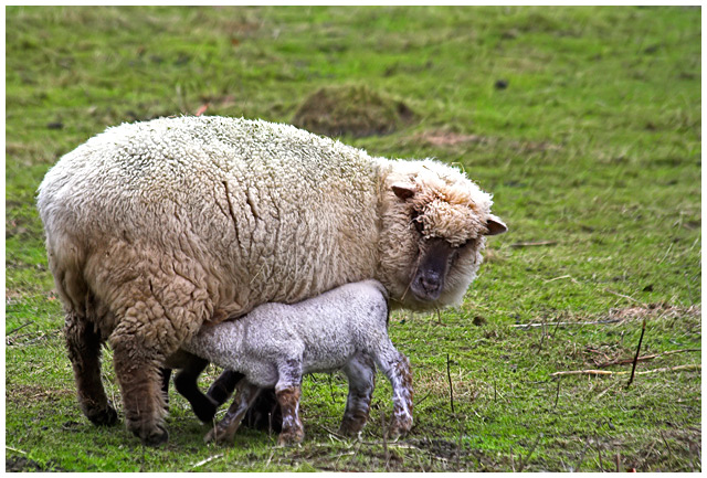 Nothing as good as mom's milk...