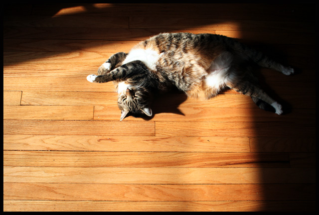 Good Nap in a Sliver of Sun