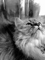 meow