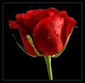 Happy Valantine's day, dear!