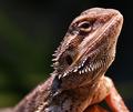 My Exotic Pet