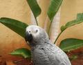Bird of Paradise