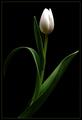 Innocence