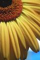 Gerbera Daisy