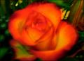 Vivid orange rose