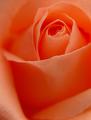 Orange Sherbet Rose