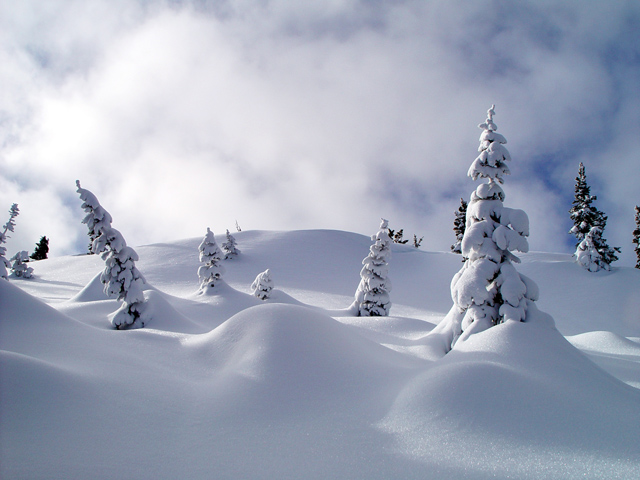 The Clich&eacute; Color: White
