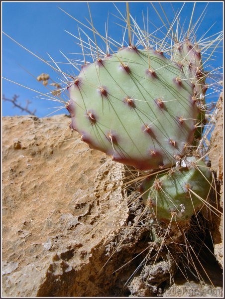 Cactus