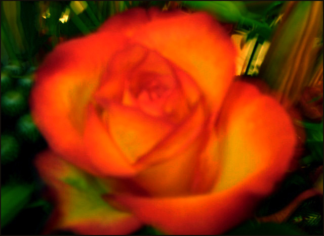 Vivid orange rose