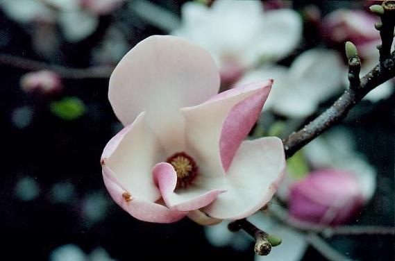 pink flower