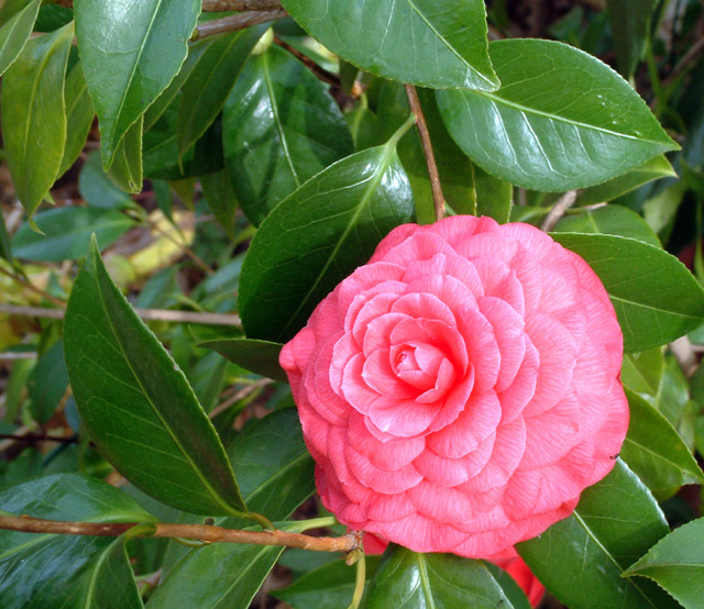 Japanese Camellia