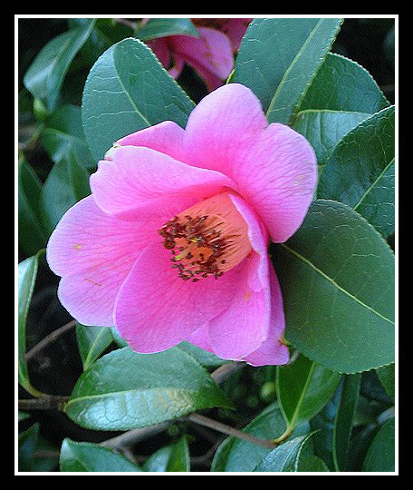 Camellia