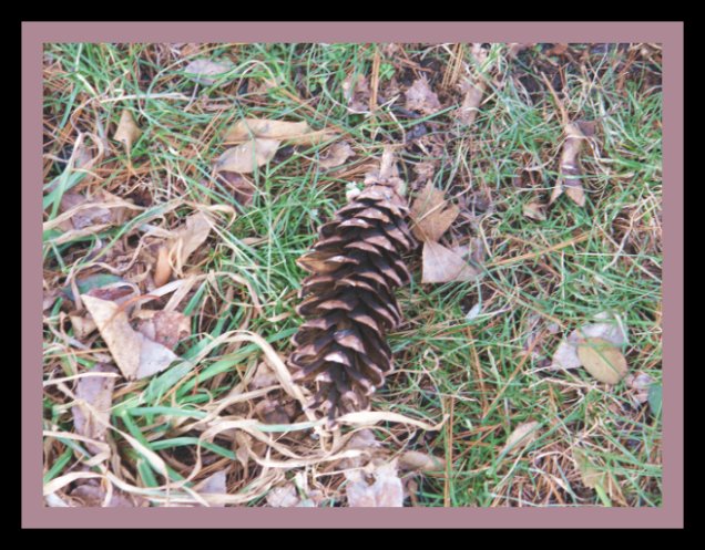 Pinecone