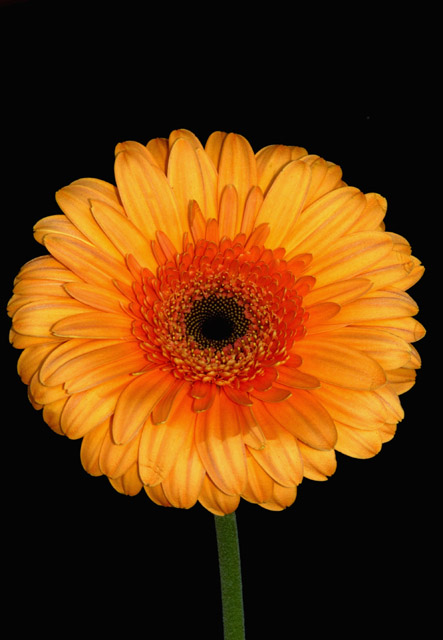 Gerbera