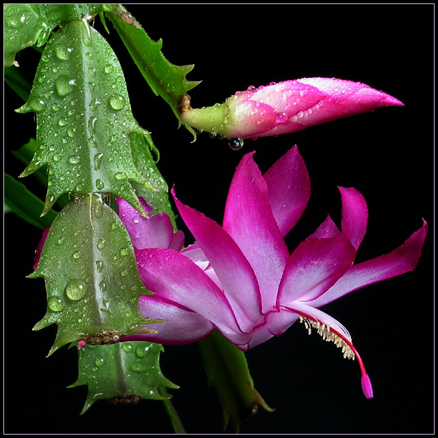 house plant