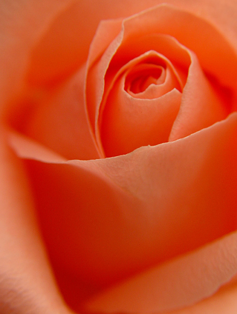 Orange Sherbet Rose