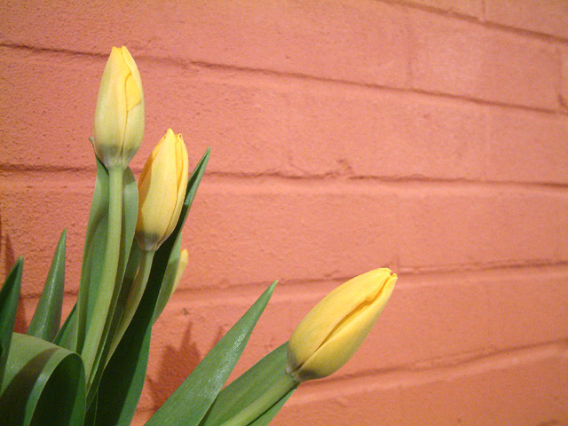 yellow tulips