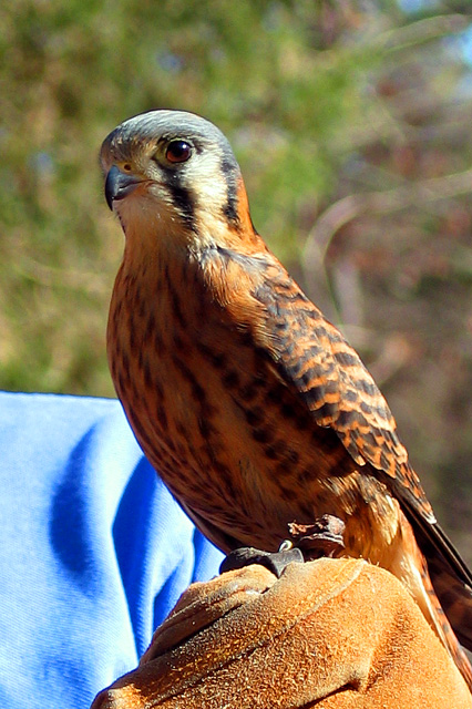 Wildlife - Peregrine Falcon