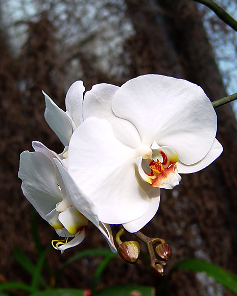 White Orchid