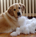 Not the pillow!