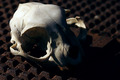 Dead Cat Skull