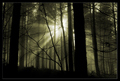 misty morning