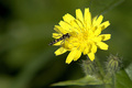 Syrphid on flower