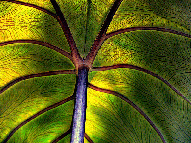 Leaf Map (Black Taro Leaf)