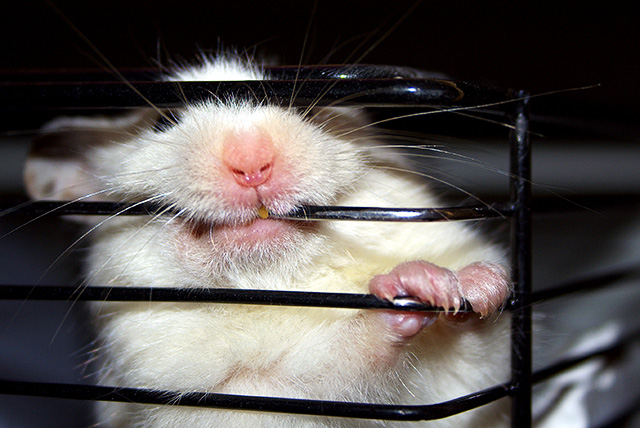 Prison Break
